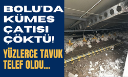 Bolu'da kümes çatısı çöktü! Yüzlerce tavuk telef oldu...