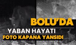 Bolu'da yaban hayatı fotokapanlara yansıdı