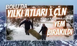 Bolu'da yılkı atları için karla kaplı arazilere yem bırakıldı