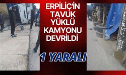 Erpiliç'in tavuk yüklü kamyonu devrildi: 1 yaralı