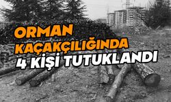 Bolu’da orman kaçakçılığında 4 kişi tutuklandı