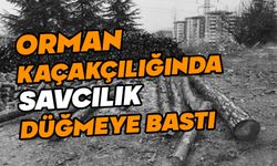 Bolu’da orman kaçakçılığında savcılık düğmeye bastı