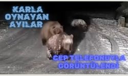 Karla oynayan ayılar cep telefonuyla görüntülendi