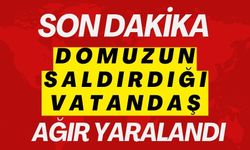 DOMUZUN SALDIRDIĞI VATANDAŞ YARALANDI