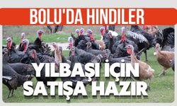 Bolu'da hindiler yılbaşı için satışa hazır