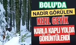 Bolu’da nadir görülen kızıl geyik karla kaplı yolda görüntülendi