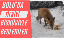 Bolu'da tilkiyi bisküviyle beslediler