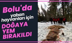 Bolu'da yaban hayvanları için doğaya yem bırakıldı