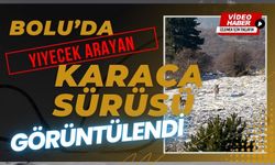 Bolu’da yiyecek arayan karaca sürüsü görüntülendi