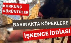 Korkunç görüntüler, barınakta köpeklere işkence iddiası