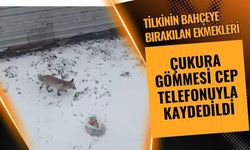 Tilkinin bahçeye bırakılan ekmekleri çukura gömmesi cep telefonuyla kaydedildi