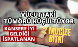 Vücuttaki tümörü küçültüyor: Kansere iyi geldiği ispatlanan 2 mucize bitki