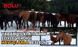 Yabani yılkı atlarını eliyle verdiği havuçlarla besledi