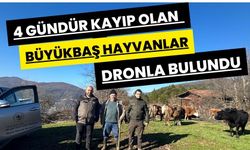 4 gündür kayıp olan büyükbaş hayvanlar dronla bulundu