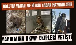 Bolu'da yaralı ve bitkin yaban hayvanlarını yardımına DKMP ekipleri yetişti