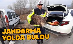 Bolu'da yaralı akbabayı jandarma kurtardı