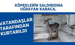 Köpeklerin saldırısına uğrayan karaca, vatandaşlar tarafından kurtarıldı