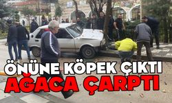 Bolu'da köpeğe çarpmamak için ağaca çarptı