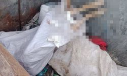 Kırklareli'nde 11 köpek ve 1 kuzu ölü bulundu