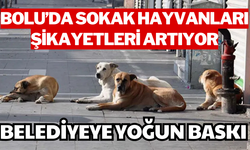 Bolu’da Sokak Hayvanları Şikayetleri Artıyor!  BELEDİYEYE YOĞUN BASKI!