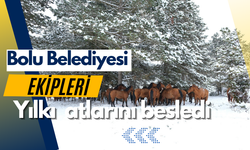 Bolu Belediyesi ekipleri yılkı atlarını unutmadı