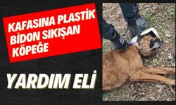 Kafasına plastik bidon sıkışan köpeğe yardım eli