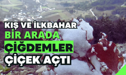 Kış ve ilkbahar bir arada: Çiğdemler çiçek açtı