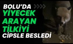 Yiyecek arayan tilkiyi cipsle besledi