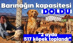 Barınağın kapasitesi doldu  “2 ayda 517 köpek toplandı”