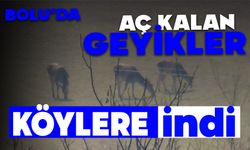 Bolu'da aç kalan geyikler köylere indi