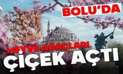 BOLU’DA  MEYVE AĞAÇLARI ÇİÇEK AÇTI