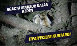 Ağaçta mahsur kalan kediyi itfaiyeciler kurtardı