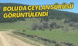 Bolu'da ceylan sürüsü görüntülendi