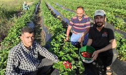 Organik Sason çileğinde hasat başladı