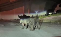 Ordu'da aç kalan yaban domuzları sokakları mesken tuttu