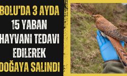 Bolu’da 3 ayda 15 yaban hayvanı tedavi edilerek doğaya salındı