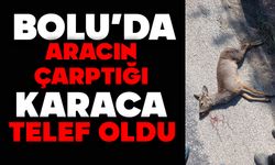 Aracın çarptığı karaca telef oldu