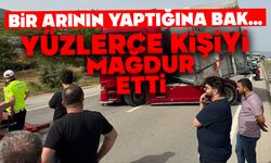 Bir arının yaptığına bak...Yüzlerce kişiyi mağdur etti
