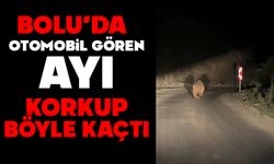 Bolu’da otomobil gören ayı korkup böyle kaçtı