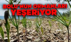Bolu’nun ormanları yeşeriyor
