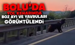 Bolu'da yol kenarında boz ayı ve yavruları görüntülendi