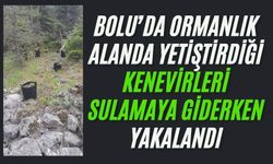 Ormanlık alanda yetiştirdiği kenevirleri sulamaya giderken yakalandı