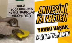Annesini kaybeden yavru vaşak, korumaya alındı