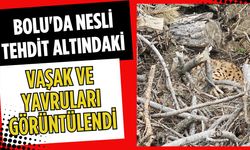 Bolu'da nesli tehdit altındaki vaşak ve yavruları görüntülendi
