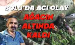 Bolu’da ağacın altında kalan şahıstan acı haber