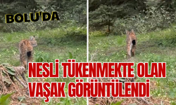 Bolu'da, nesli tükenmekte olan vaşak görüntülendi