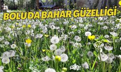 Bolu'da bahar güzelliği