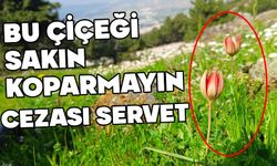 Bu çiçeği koparmanın cezası bir servet