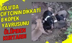 Bolu'da çiftçinin dikkati 8 köpek yavrusunu ölümden kurtardı