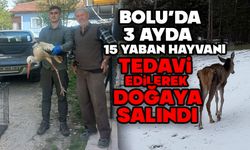 Bolu’da 3 ayda 15 yaban hayvanı tedavi edilerek doğaya salındı